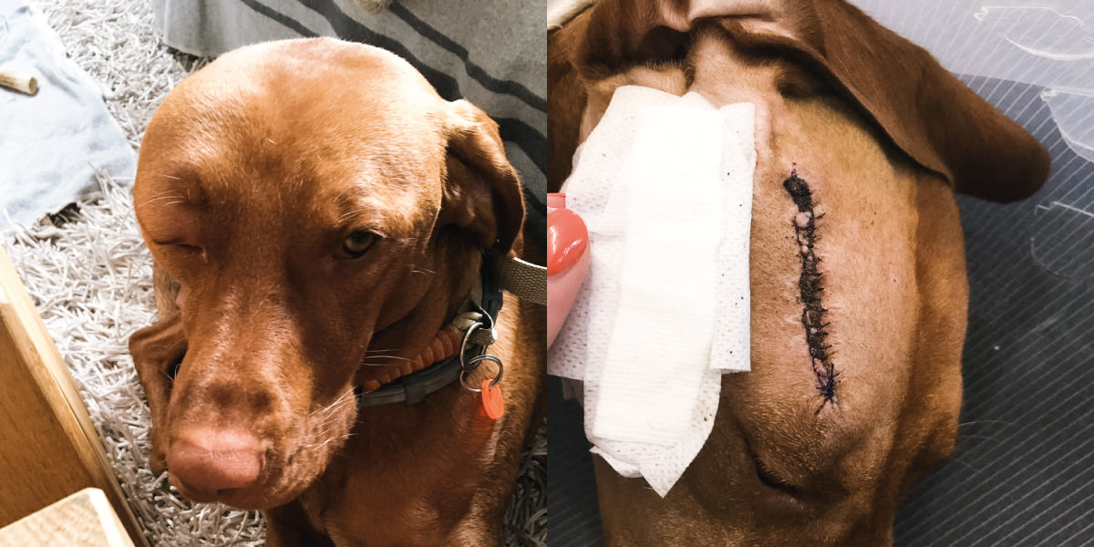 Grannenverletzung beim Hund am Kopf