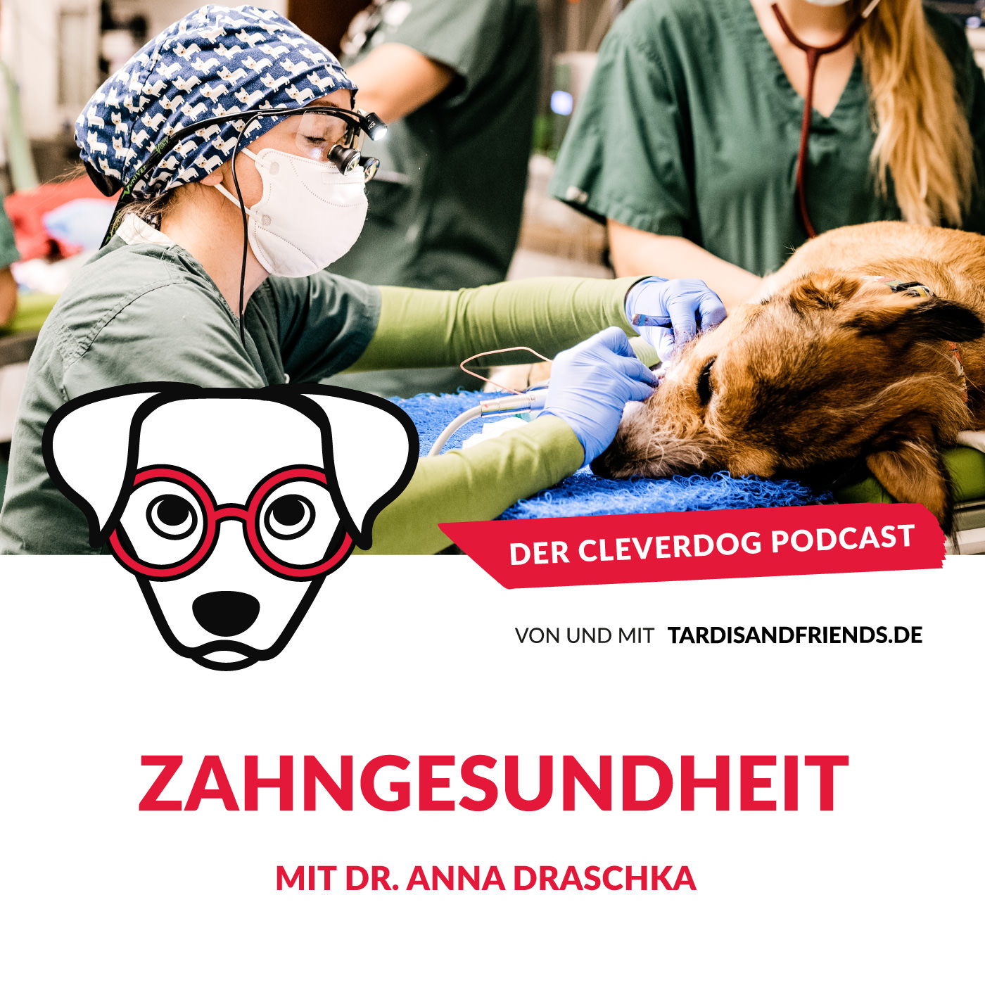 Zahngesundheit beim Hund – mit Dr. Anna Draschka