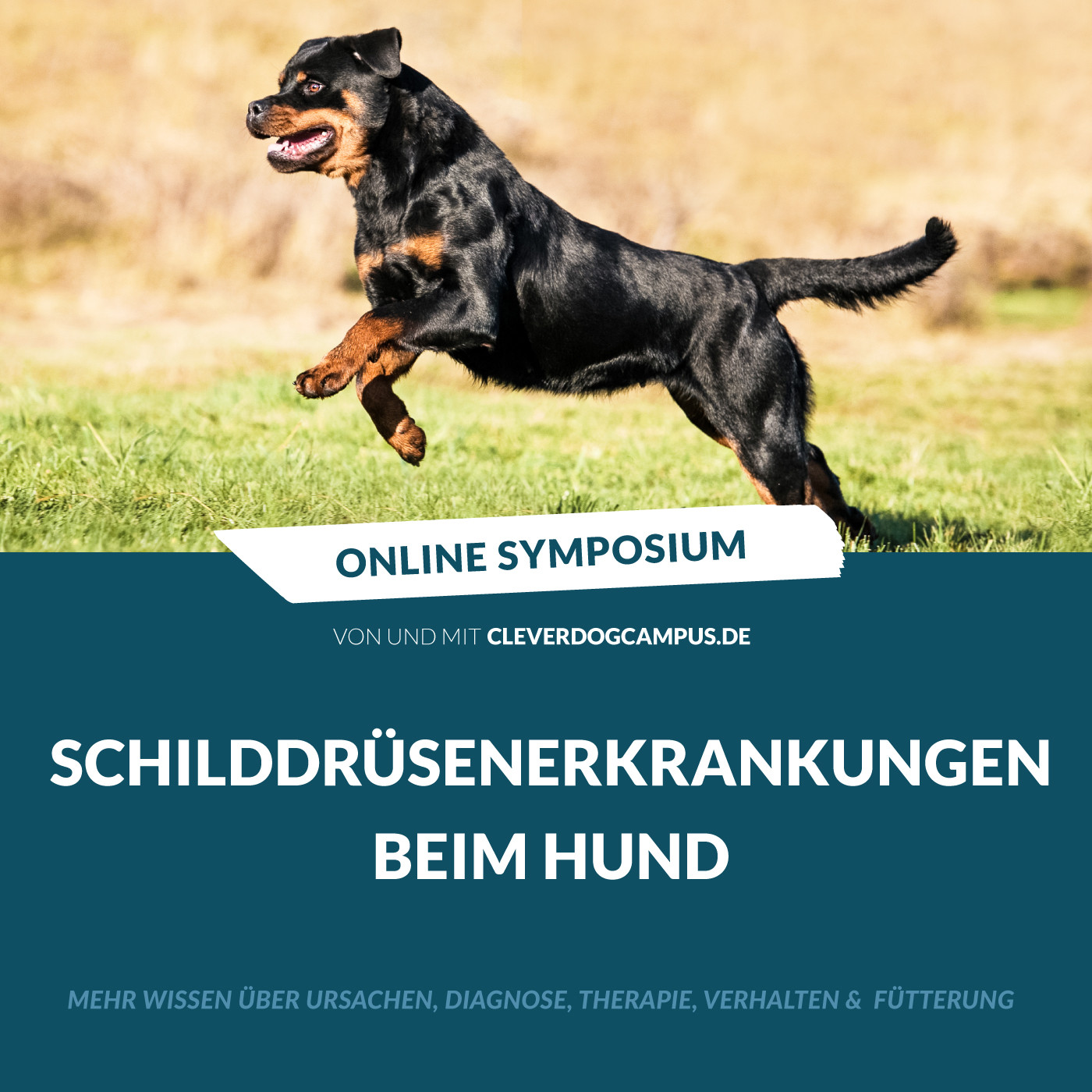 Online-Symposium Schilddrüsenerkrankungen beim Hund